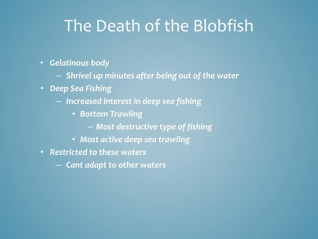 Blobfish: Adaptation as a Deep Sea Fish & More - Fish Laboratory