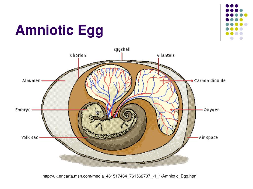 Амниотическое яйцо пресмыкающихся. Строение яйца аллантоис. Амнион хорион аллантоис. Амнион хорион аллантоис рептилий. Аллантоис строение.