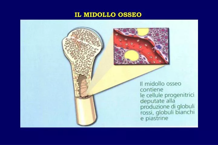 Midollo Osseo Rosso Dove Si Trova PPT - IL MIDOLLO OSSEO PowerPoint Presentation, free download - ID:4446195