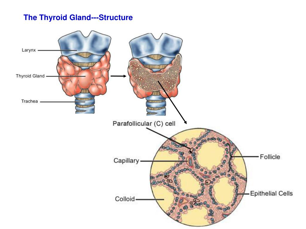 Ppt The Thyroid Gland Powerpoint Presentation Free Download Id4446563