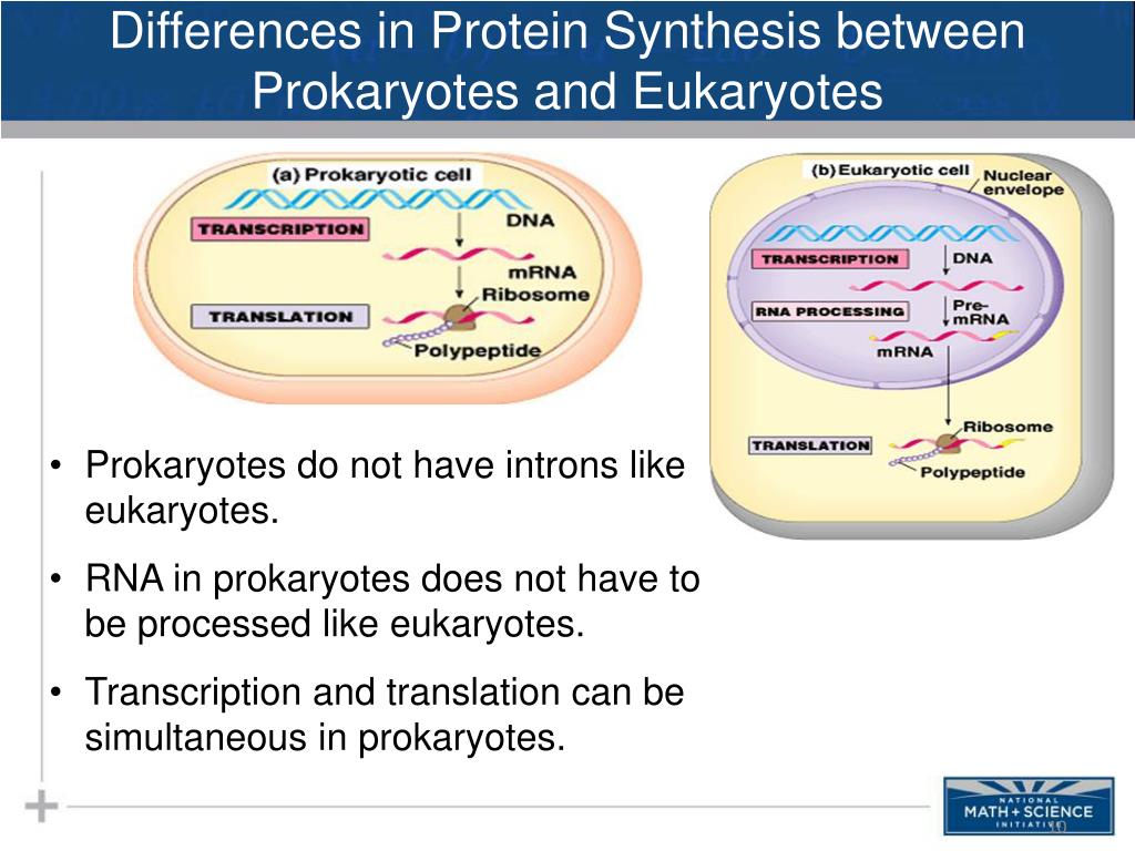 PPT Protein Synthesis The “Stuff of Life ” PowerPoint Presentation