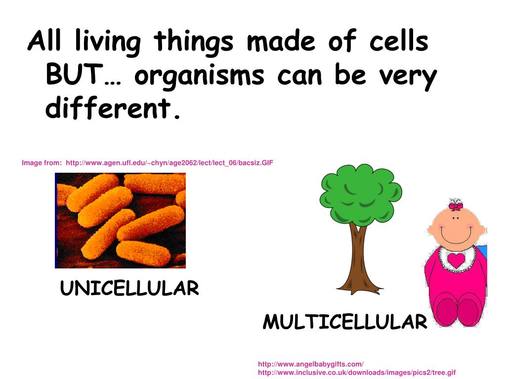 PPT - Cell Size and Cell Specialization Chap & 7-4 PowerPoint