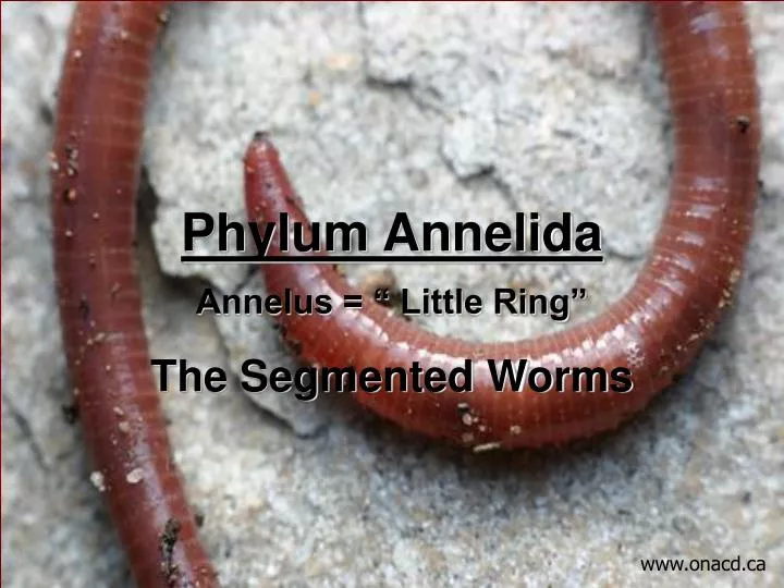 phylum annelida annelus little ring the segmented worms n.