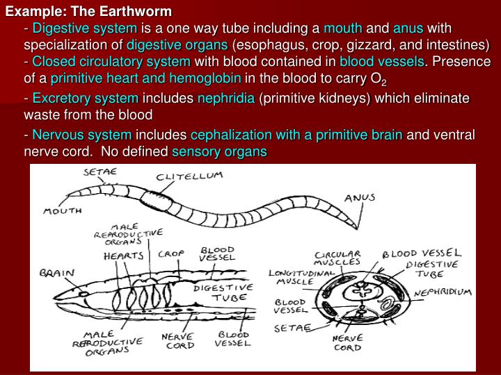 PPT - Phylum Annelida Annelus = “ Little Ring” The Segmented Worms