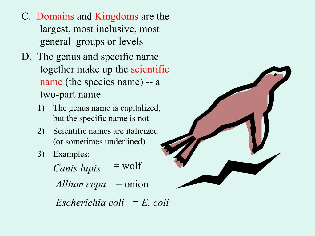 Onion Domain And Kingdom