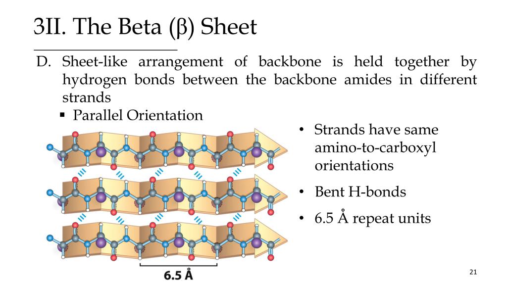 PPT Protein Structure Primary And Secondary Structure PowerPoint PPT Protein Structure Primary And Secondary Structure PowerPoint