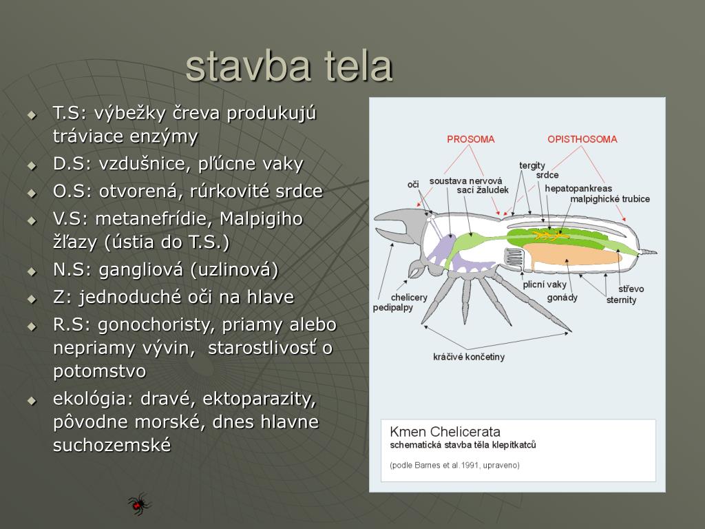 PPT - trilobity PowerPoint Presentation, free download - ID:4452715