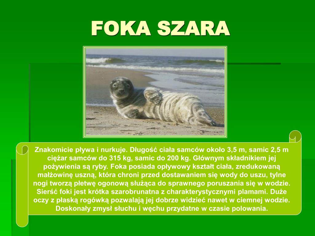 Ssaki Chronione W Polsce Wikipedia PPT - SSAKI CHRONIONE W POLSCE PowerPoint Presentation, free download