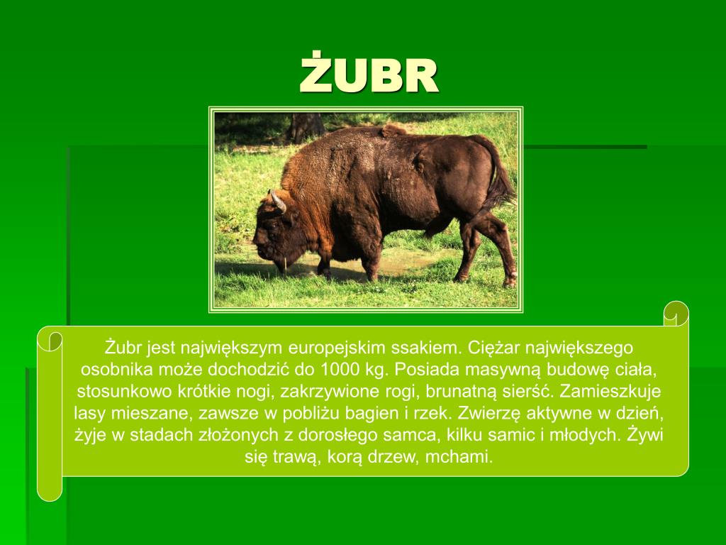 Ssaki Chronione W Polsce Wikipedia PPT - SSAKI CHRONIONE W POLSCE PowerPoint Presentation, free download