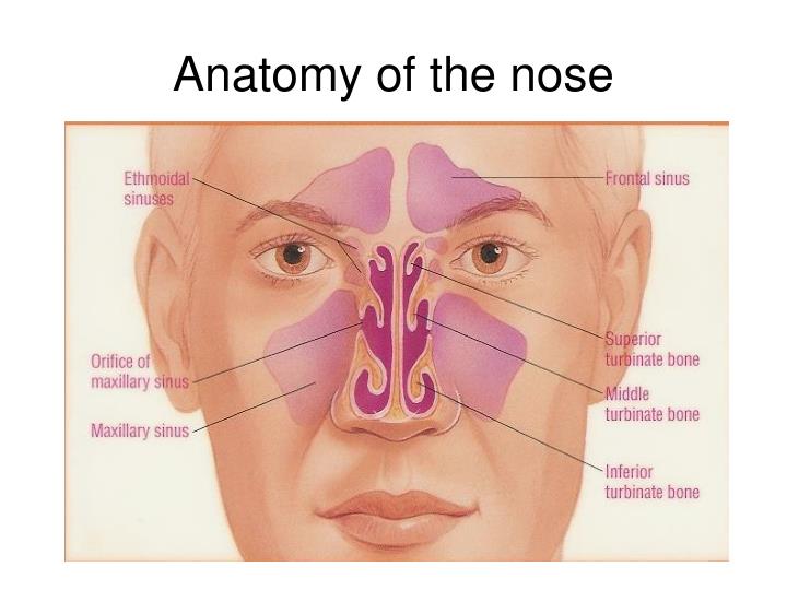 ppt anatomy phisiology and illnesses of the nose and anatomy of the nose