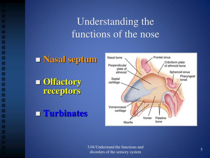 PPT 3.04 Functions and disorders of the nose PowerPoint Presentation