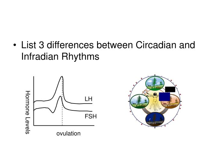 PPT - Ultradian Rhythms, Endogenous Pacemakers and Exogenous Zeitgebers ...