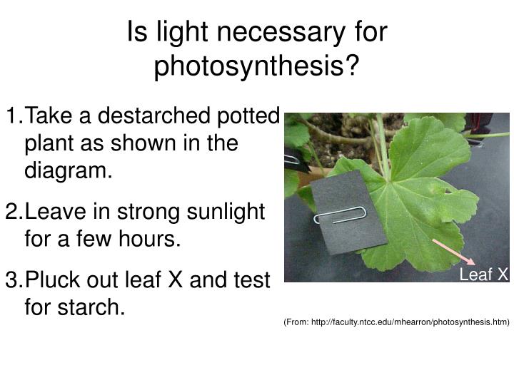 PPT Photosynthesis PowerPoint Presentation ID4466457