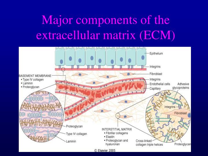 collagen catabolism collagen catabolism