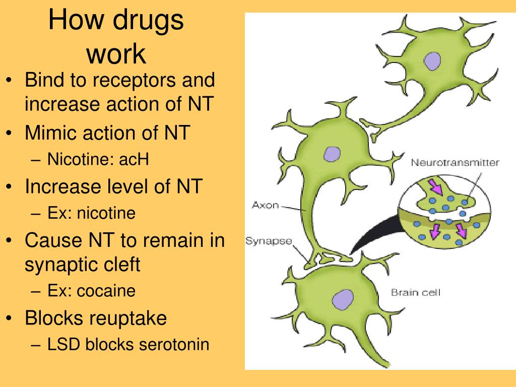 PPT Drugs And The Nervous System PowerPoint Presentation Free ppt-drugs-and-the-nervous-system-powerpoint-presentation-free