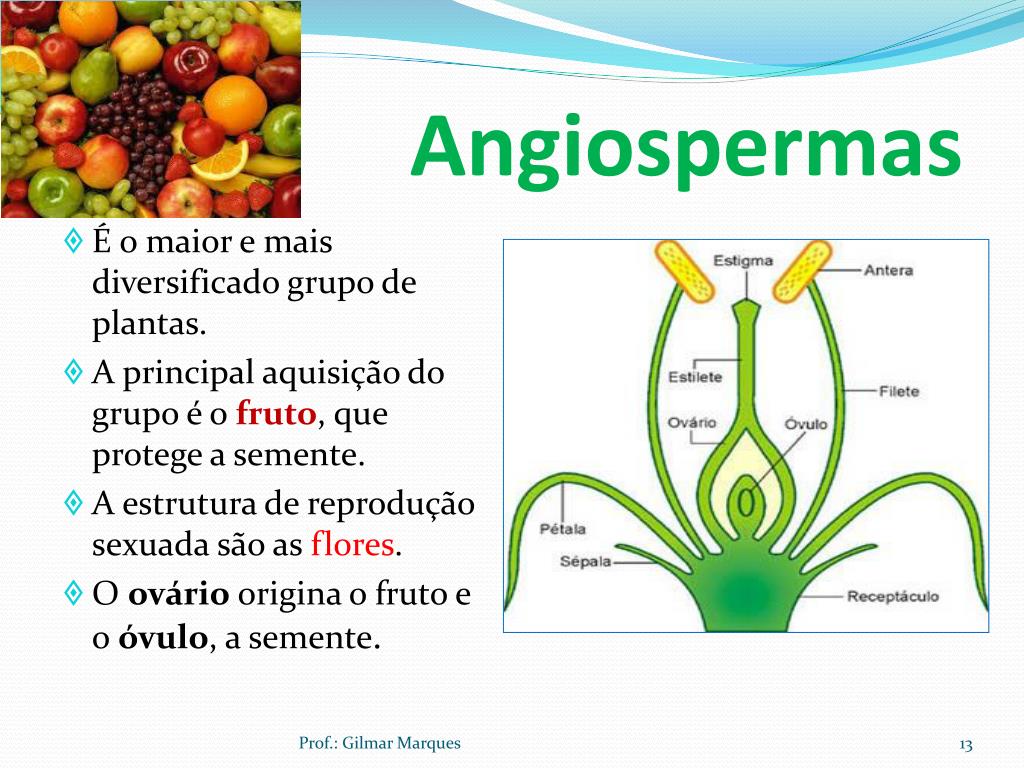 Angiosperma: reprodução sexuada