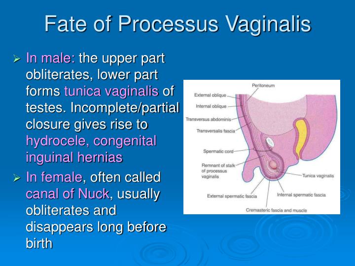 PPT Development Of Genital System PowerPoint Presentation ID 4470281 ppt-development-of-genital-system-powerpoint-presentation-id-4470281
