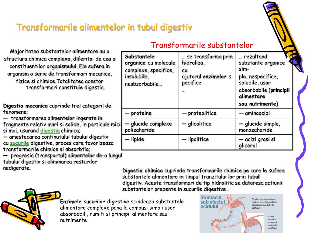 PPT - DIGESTIA SI ABSORBTIA PowerPoint Presentation, free download -  ID:4470559