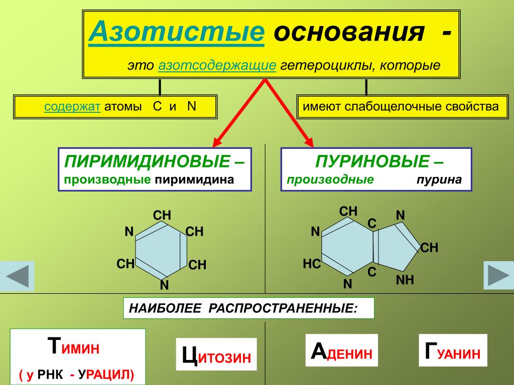 Превращения азотсодержащих соединений. Пуриновые и пиримидиновые основания.
