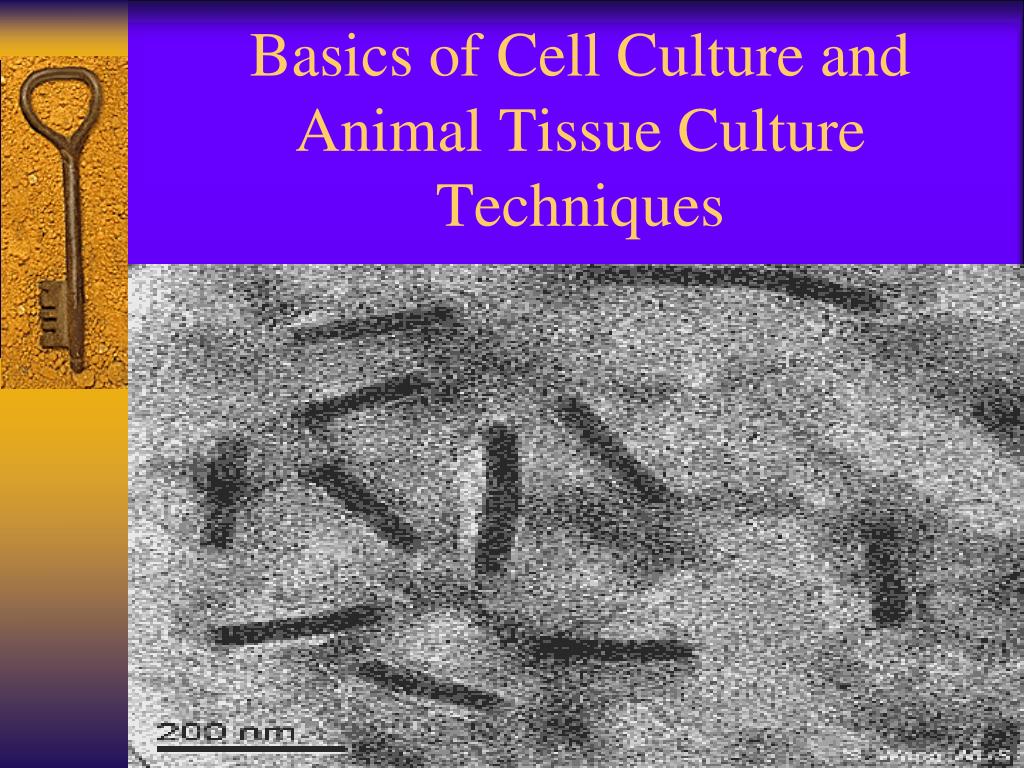 PPT - Basics of Cell Culture and Animal Tissue Culture Techniques  PowerPoint Presentation - ID:4472823