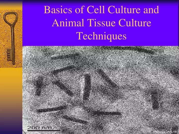 PPT - Basics of Cell Culture and Animal Tissue Culture Techniques PowerPoint Presentation - ID:4472823 PPT - Basics of Cell Culture and Animal Tissue Culture Techniques PowerPoint Presentation - ID:4472823