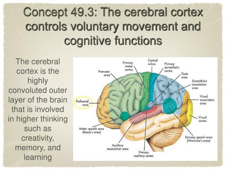 the difference central core of the brain and the cerebral cortex The brain the central core the brain the central core medulla lowest part of from psy 100 at middle east technical the cerebral cortex the cerebral cortex. the difference central core of the brain and the cerebral cortex The brain the central core the brain the central core medulla lowest part of from psy 100 at middle east technical the cerebral cortex the cerebral cortex.