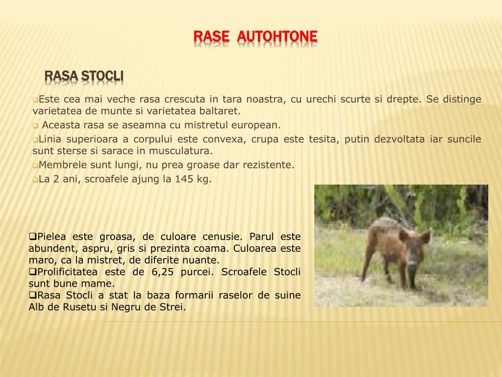 PPT - RASE DE SUINE DIN ROMANIA PowerPoint Presentation, free download -  ID:4480410