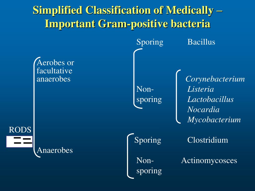 Ppt Classification Of Medically Important Bacteria