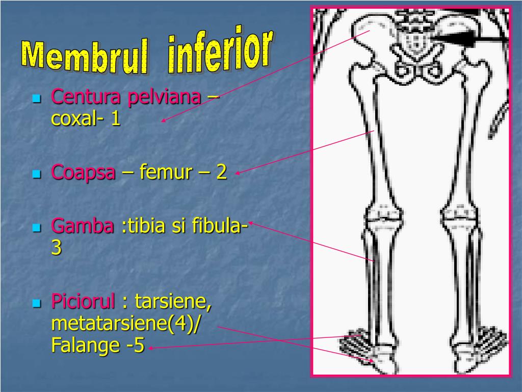 PPT - Scheletul corpului omenesc PowerPoint Presentation, free download -  ID:4481425