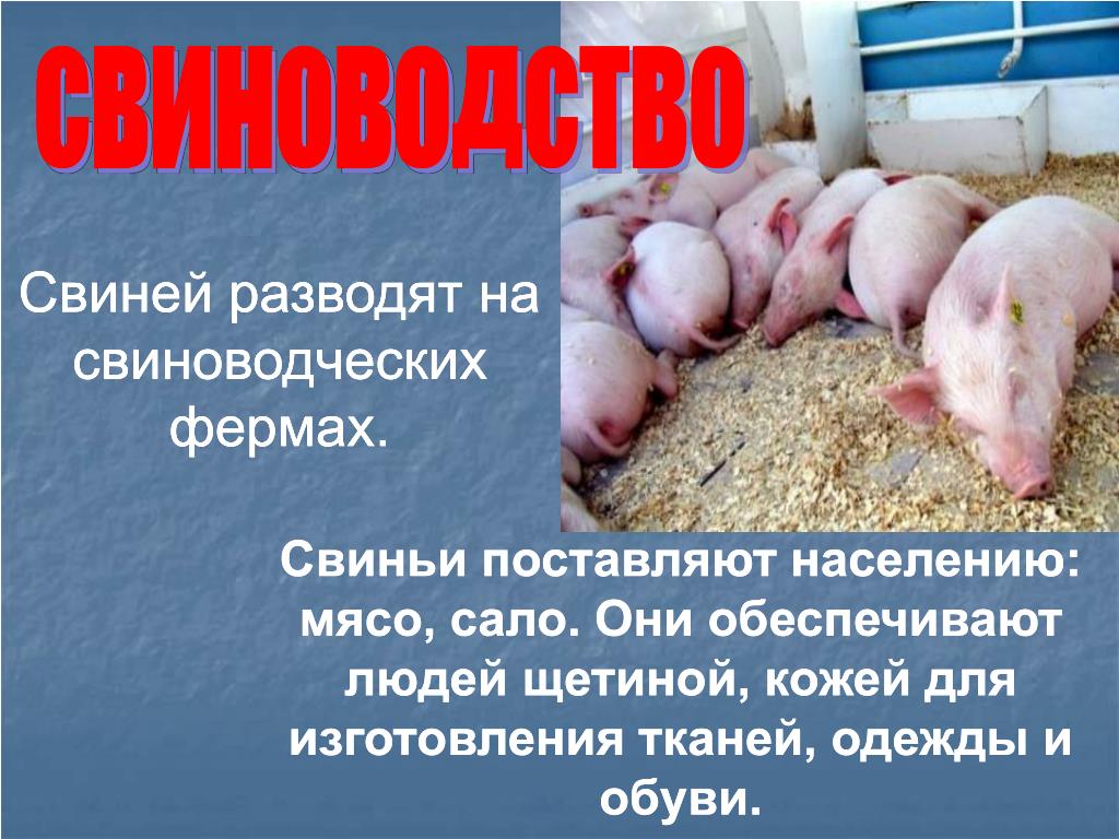 Список свиньи. Свиноводство. Свиноводство презентация. Доклад на тему свинья. Свиноводство доклад.