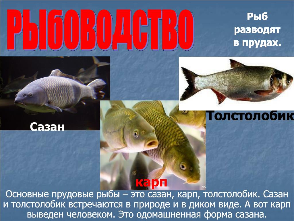 Каких домашних млекопитающих рыб разводят люди. Виды рыб. Какую рыбу разводят в прудах. Рыбоводство информация. Породы рыб разводимые в прудах.