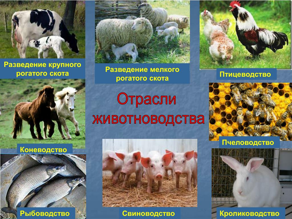 Продажа Сельхоз Животных В Спб