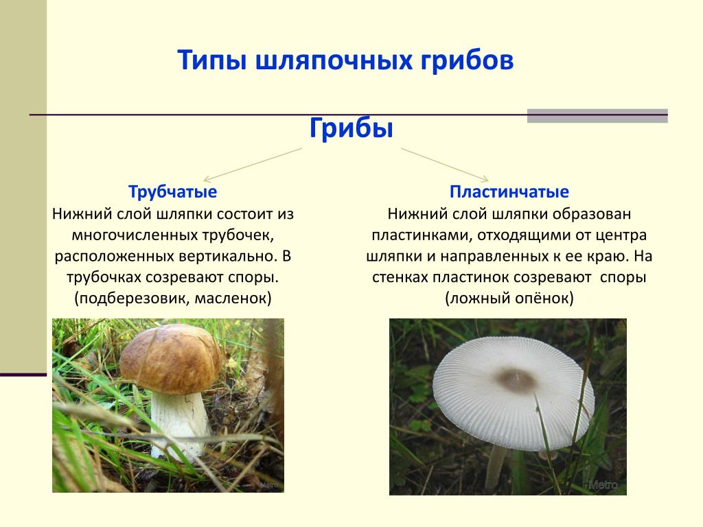 Какой тип питания характерен для подберезовика. Грибы общая характеристика шляпочных грибов. Шляпочные грибы пластинчатые грибы. Классификация грибов Шляпочные пластинчатые трубчатые. Шляпочные трубчатые грибы Шляпочные пластинчатые грибы.