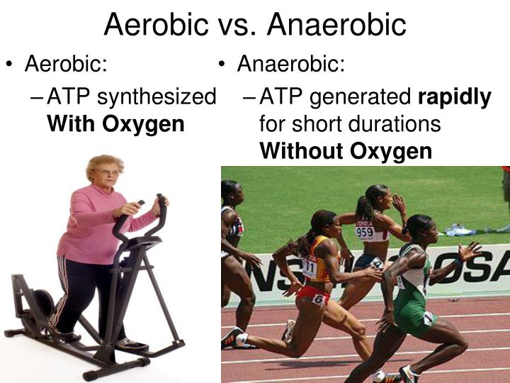 PPT Bioenergetics of Exercise and Training PowerPoint Presentation