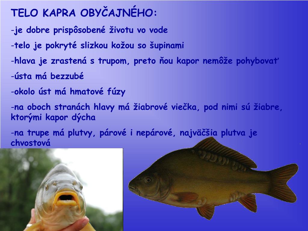 PPT - KAPOR OBYČAJNÝ PowerPoint Presentation, free download - ID:4483270