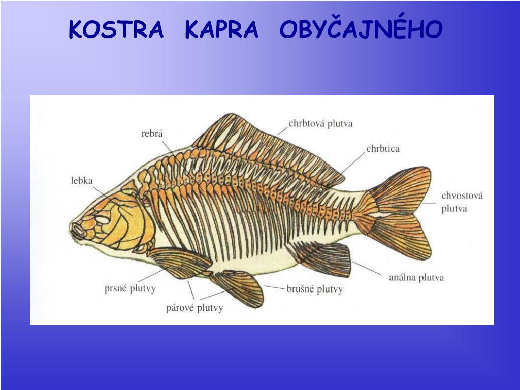 PPT - KAPOR OBYČAJNÝ PowerPoint Presentation, free download - ID:4483270