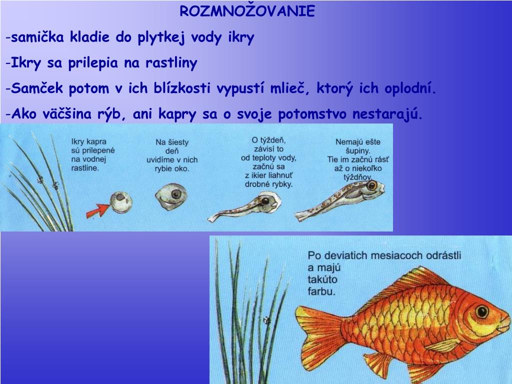 PPT - KAPOR OBYČAJNÝ PowerPoint Presentation, free download - ID:4483270