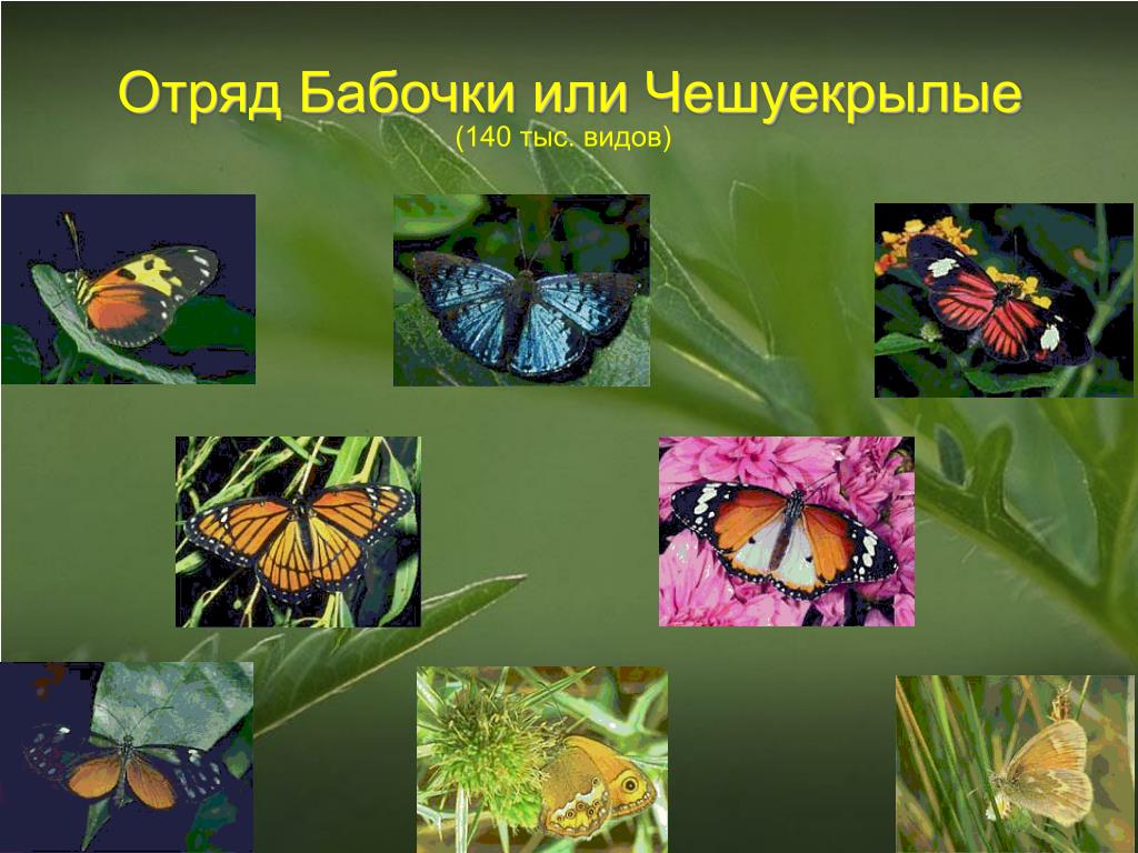 Бабочки относятся к группе. Отряды насекомых чешуекрылые. Отряд чешуекрылые или бабочки. Отряд бабочки чешуекрылые представители. ОТРЯДЧЕШУЕКРЫЛЫЕ, илибабочек.