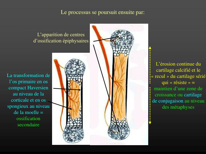PPT - Classification du tissu osseux PowerPoint Presentation - ID:4485887