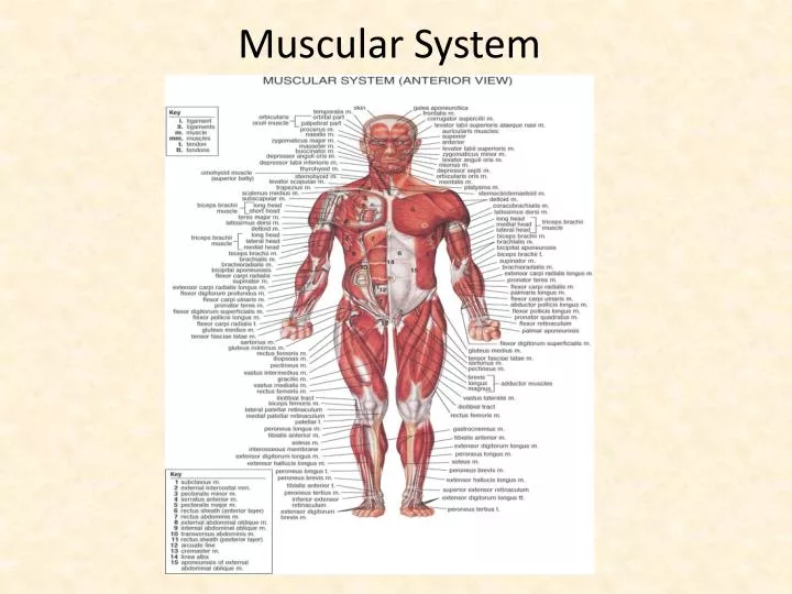 Muscular System Ppt