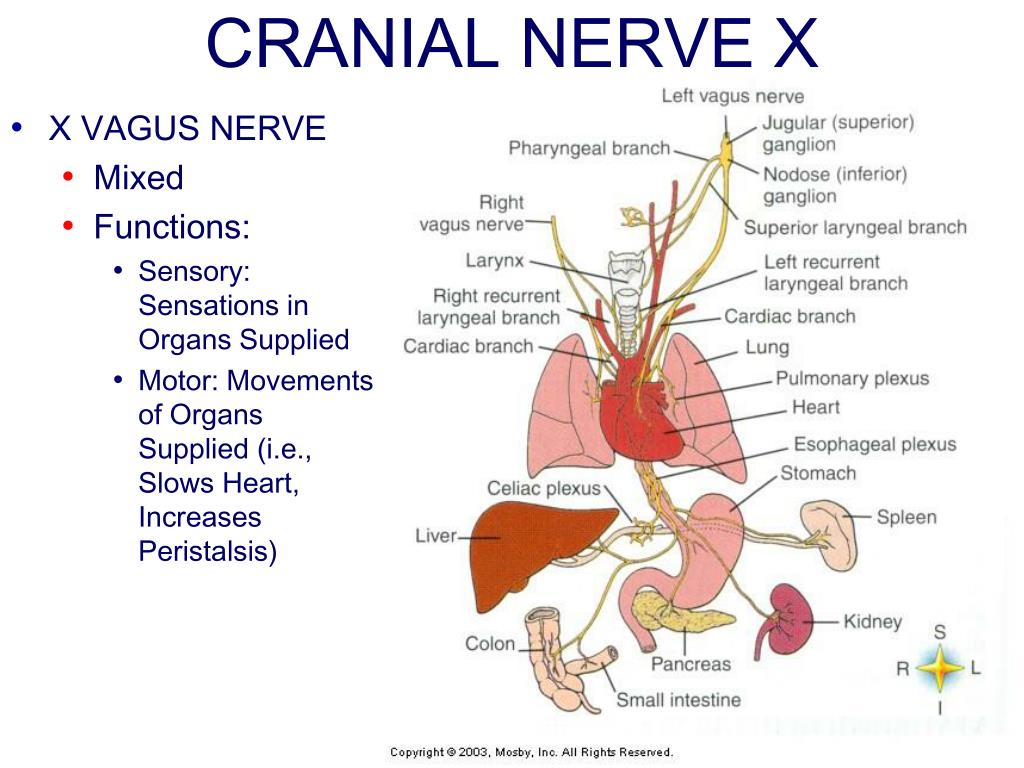 PPT - Chapter 14: Peripheral Nervous System PowerPoint Presentation