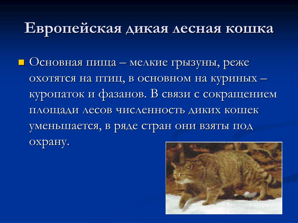 Текст про дика. Лесной кот сообщение. Доклад про лесного кота. Лесной кот описание. Европейский Лесной кот доклад для 1 класса.
