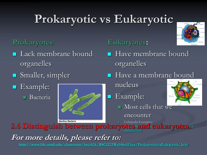 prokaryotes vs eukaryotes prokaryotes vs eukaryotes