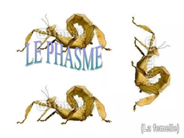 PPT - LE PHASME PowerPoint Presentation, free download - ID:4491153