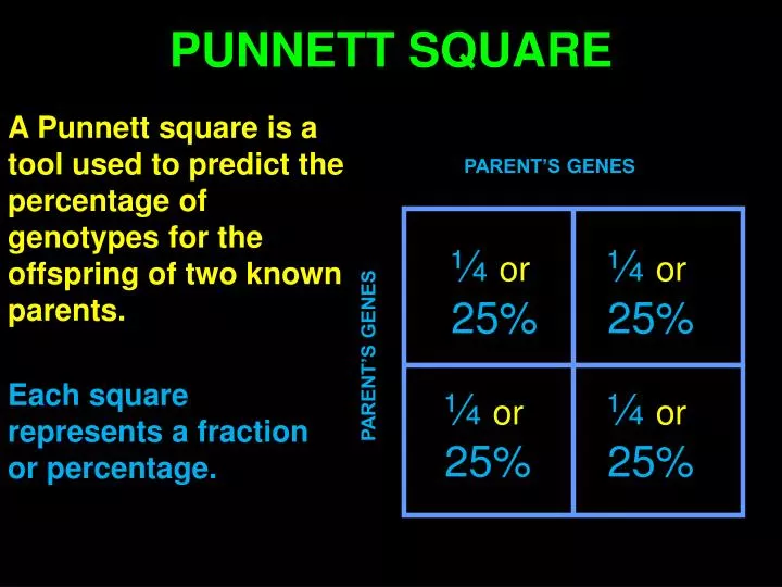 punnett square powerpoint presentation percentage ppt offspring