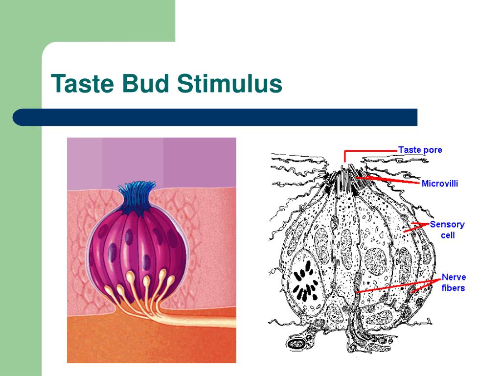 how to get your smell and taste buds back how to get your smell and taste buds back