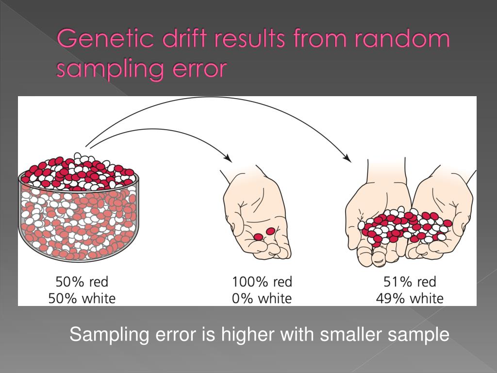 PPT - Genetic Drift PowerPoint Presentation, free download - ID:4493604