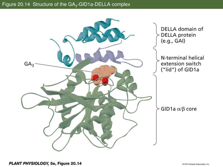 pgk1 gid complex pgk1 gid complex