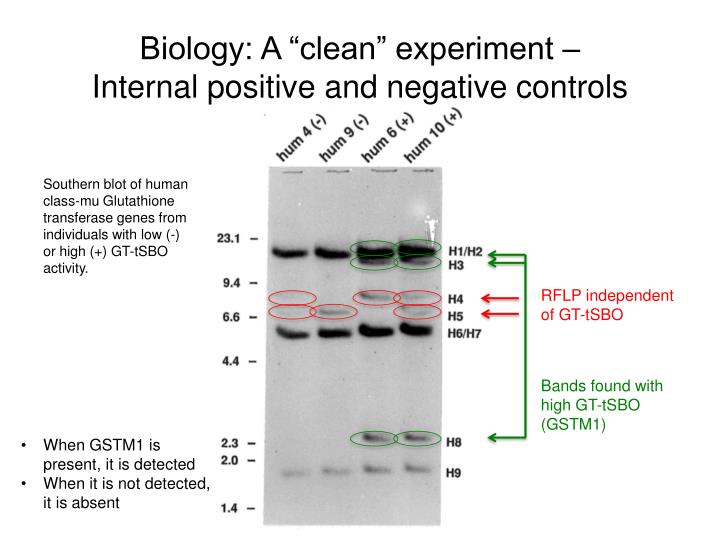 positive and negative control positive and negative control