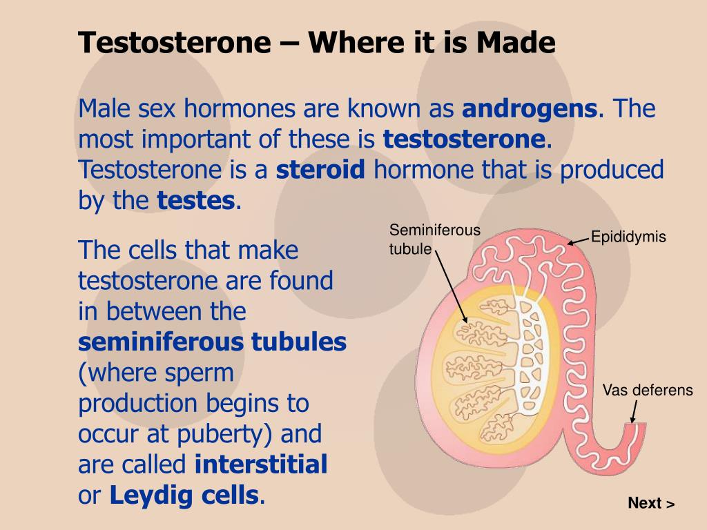 Ppt In This Presentation You Will Investigate The Role Of Hormones
